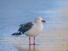 Dolphin gull on the beach of Saunders Island, Falkland Islands. Art Print